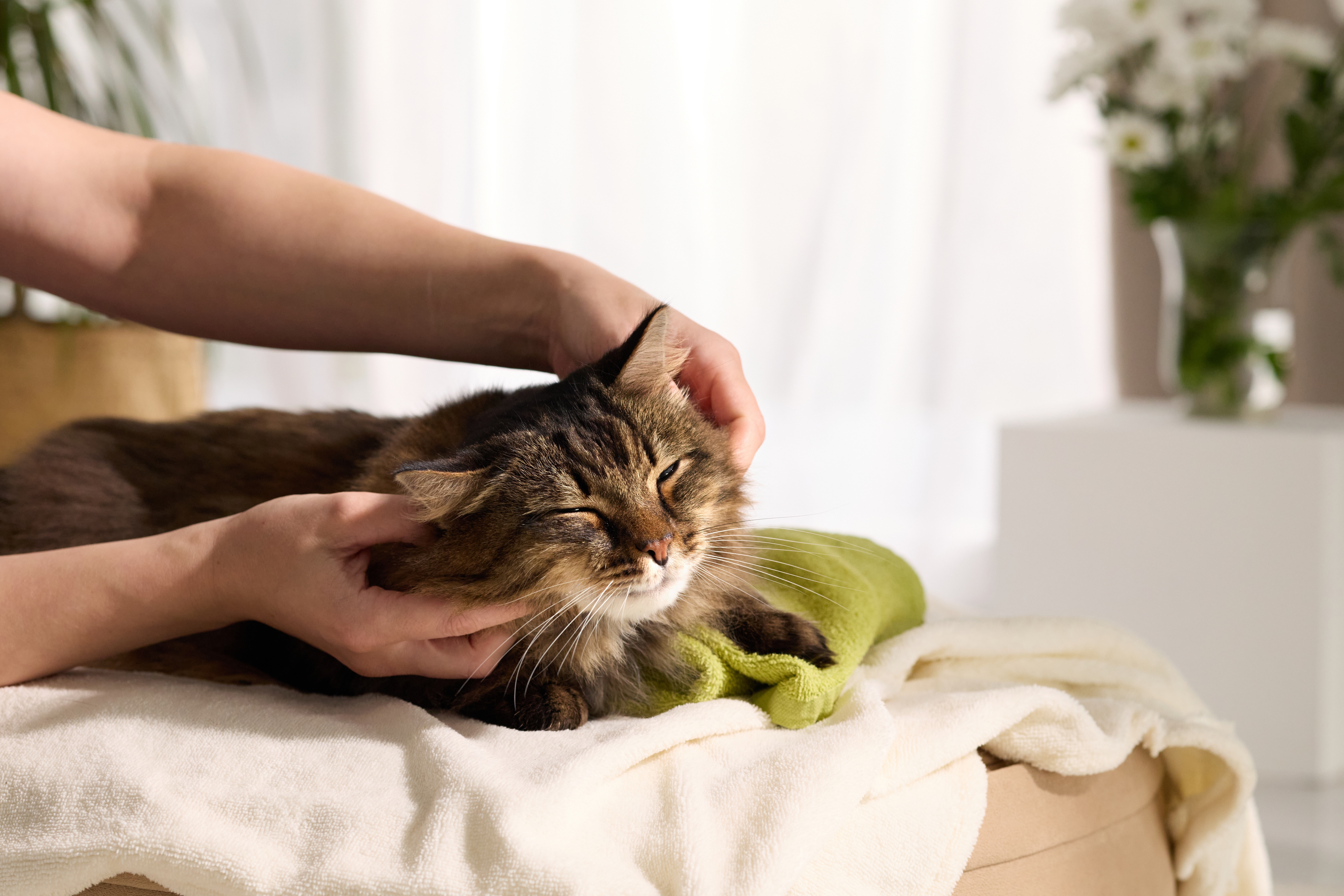 assurance chat sans délai de carence